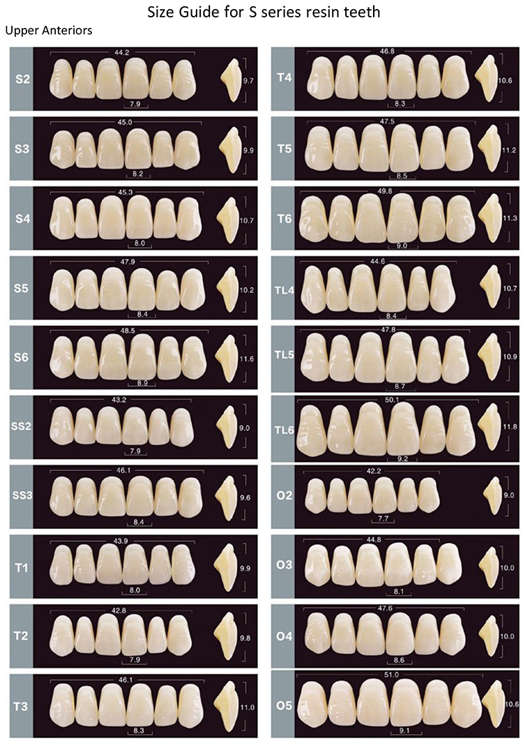 SCE Two layer Synthetic Resin Teeth